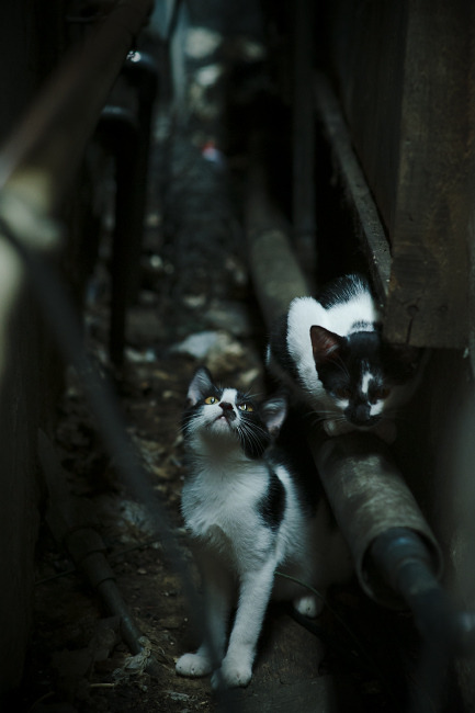 当快船DNA注入世界之战，杜兰特用凯尔特人式崩溃书写排名法则