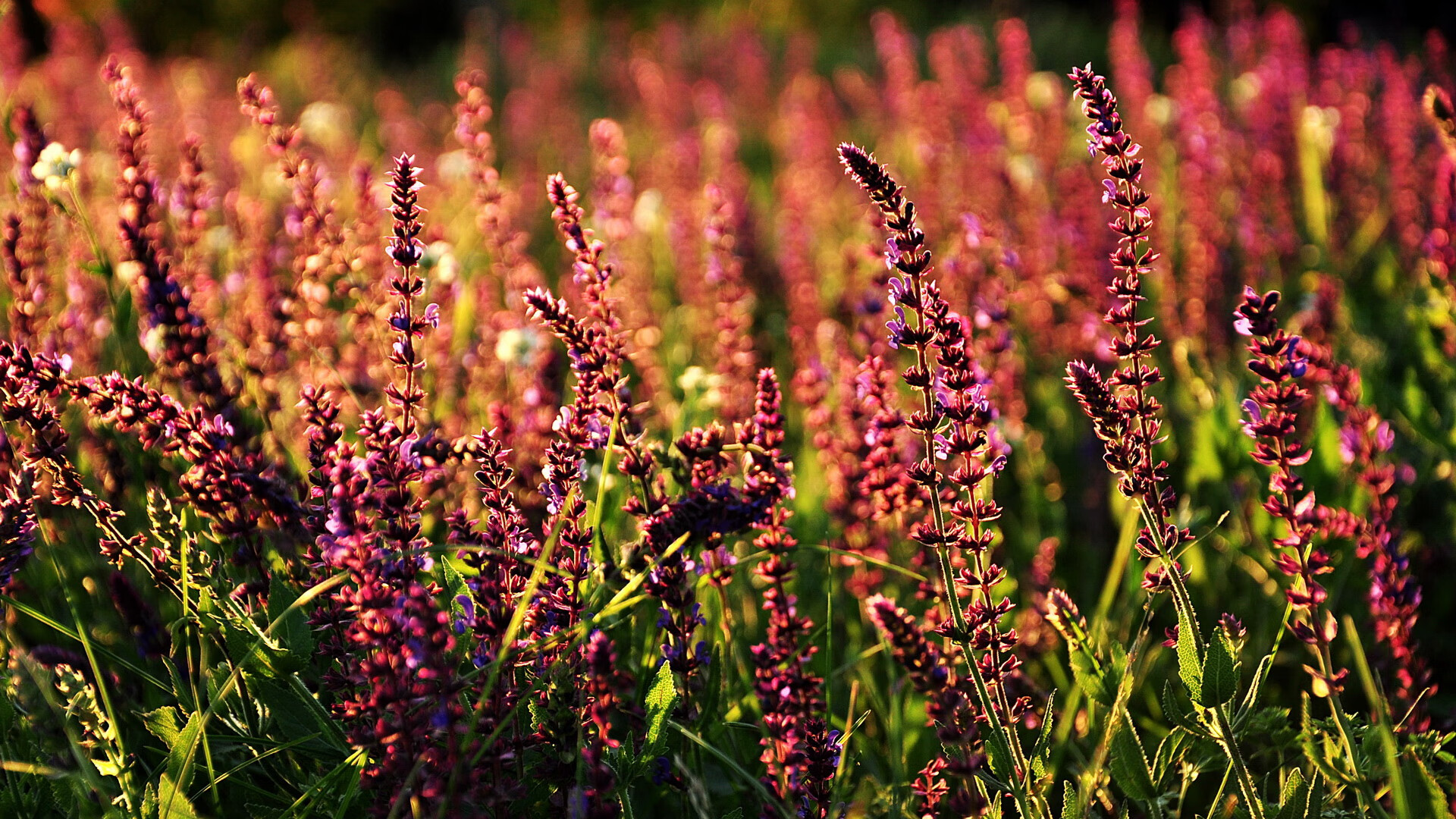 赛场风云,雄鹿对阵开拓者激战正酣,塔图姆另场刷新得分纪录