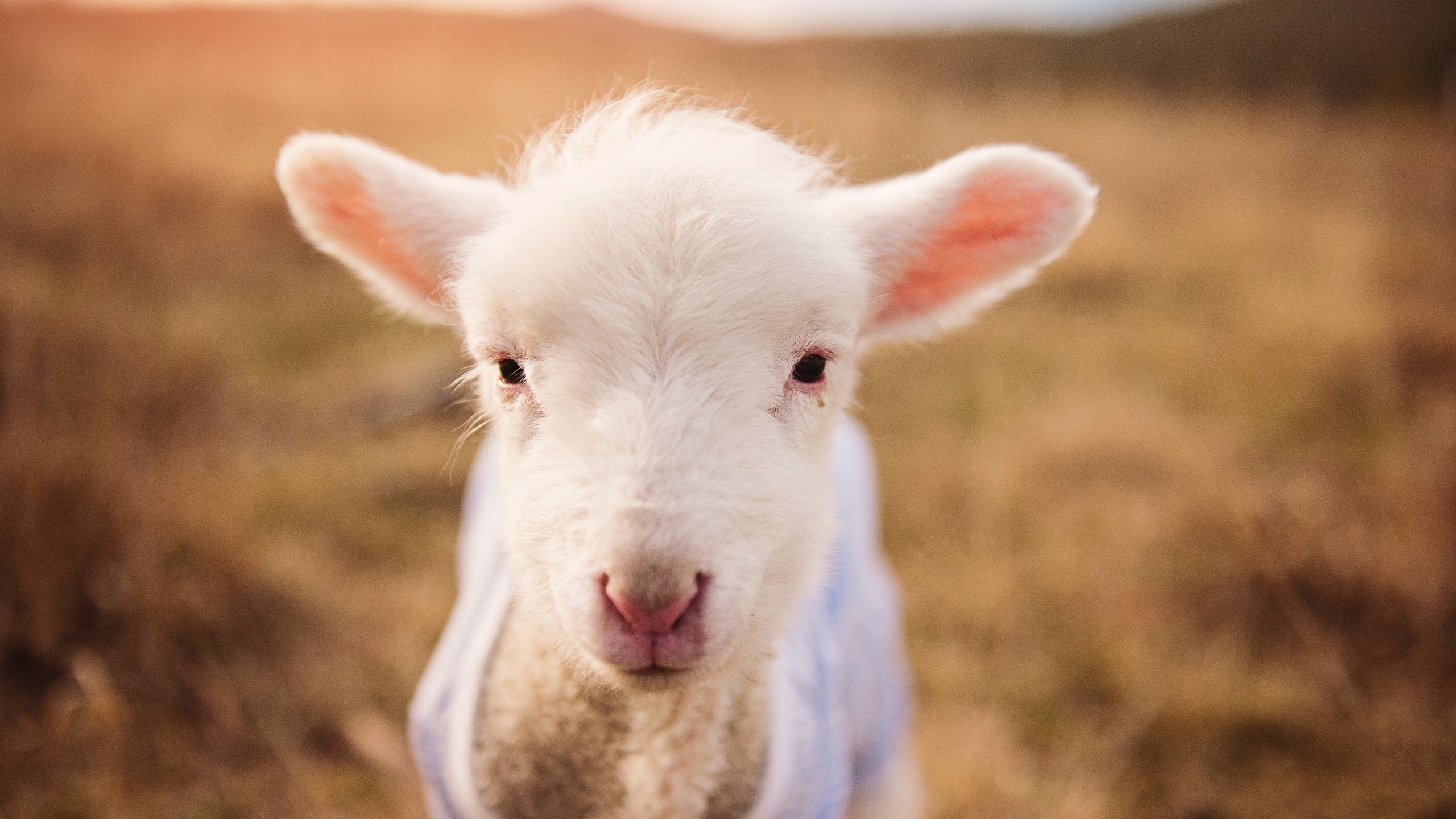 不朽的蓝金色宣言,勇士聚焦之战,逆转尼克斯书写关键传奇