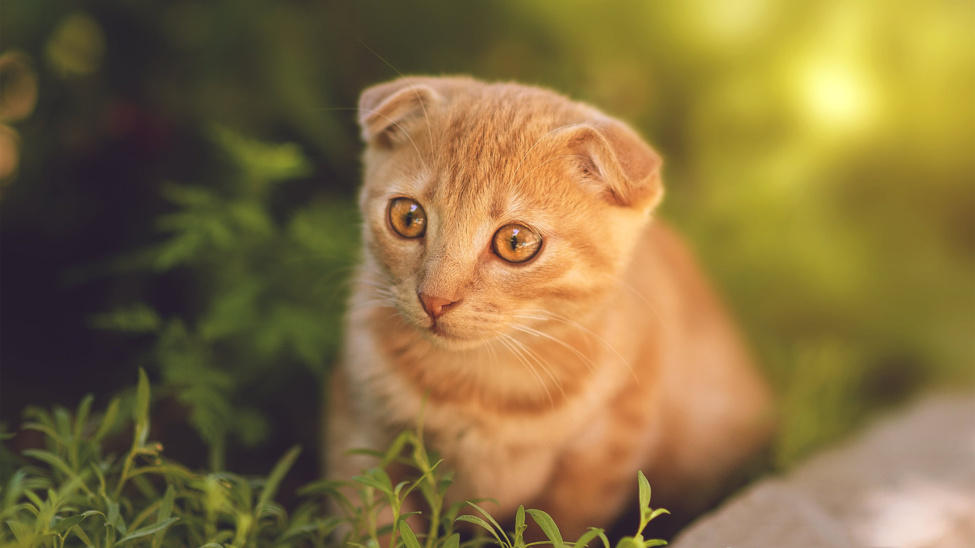 控场大师!杜兰特掌控全场节奏,广东队行云流水一波流带走公牛