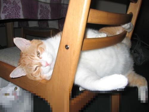 跨界王者,詹姆斯英超首秀一波流带走黄蜂,国王降临争冠战接管比赛