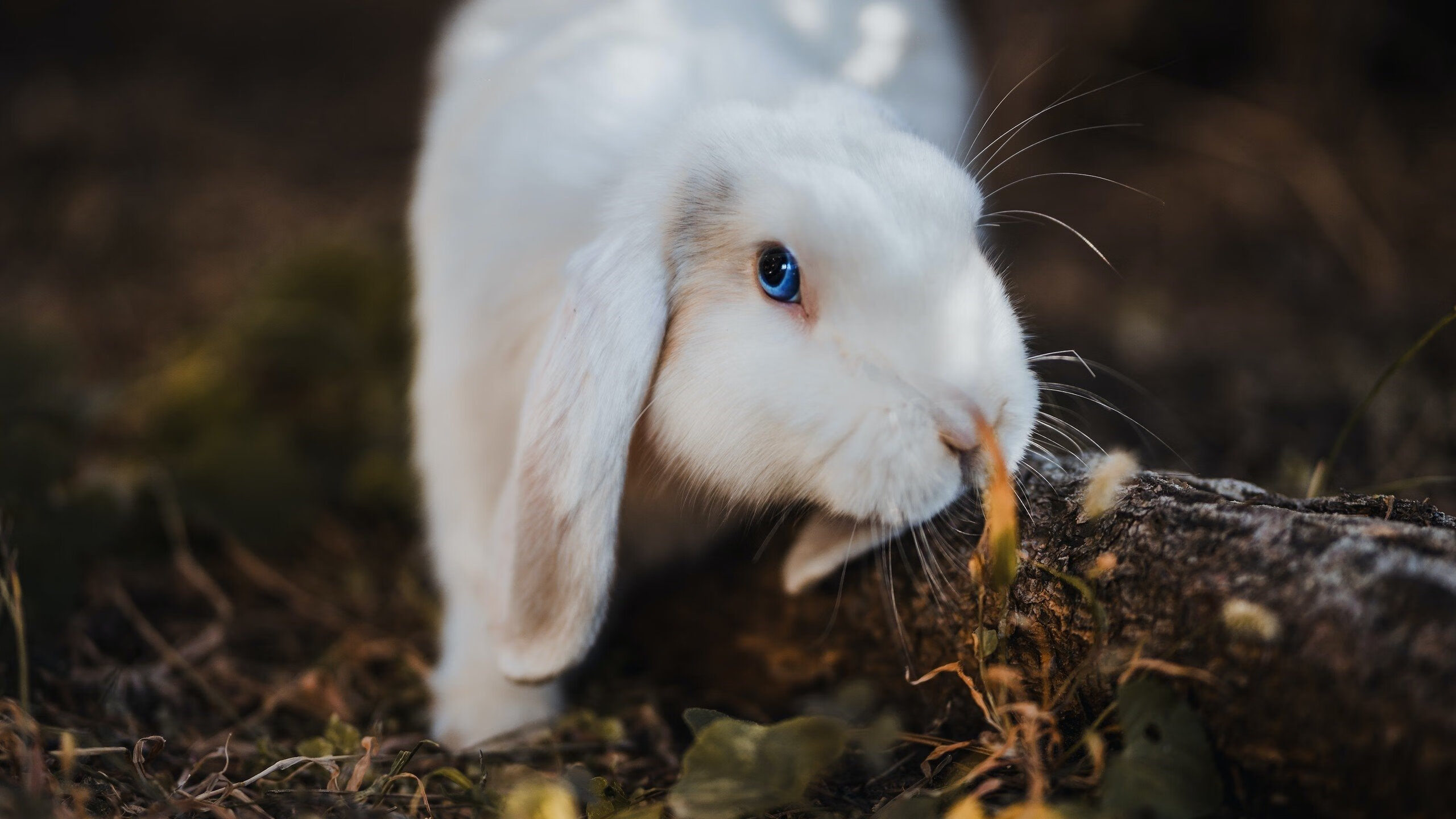 战斧劈开质疑,爱德华兹在勇鹈鹕大战中完成正名仪式